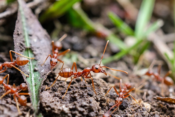 入侵红火蚁